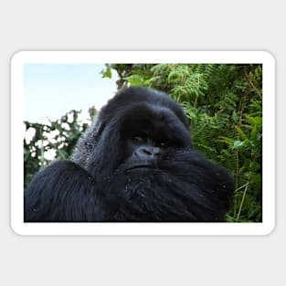Silverback Gorilla, Hirwa Group, Rwanda, East Africa Sticker